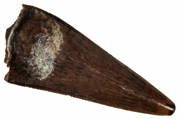 Serrated, Fossil Theropod (Richardoestesia) Tooth - Montana #341069